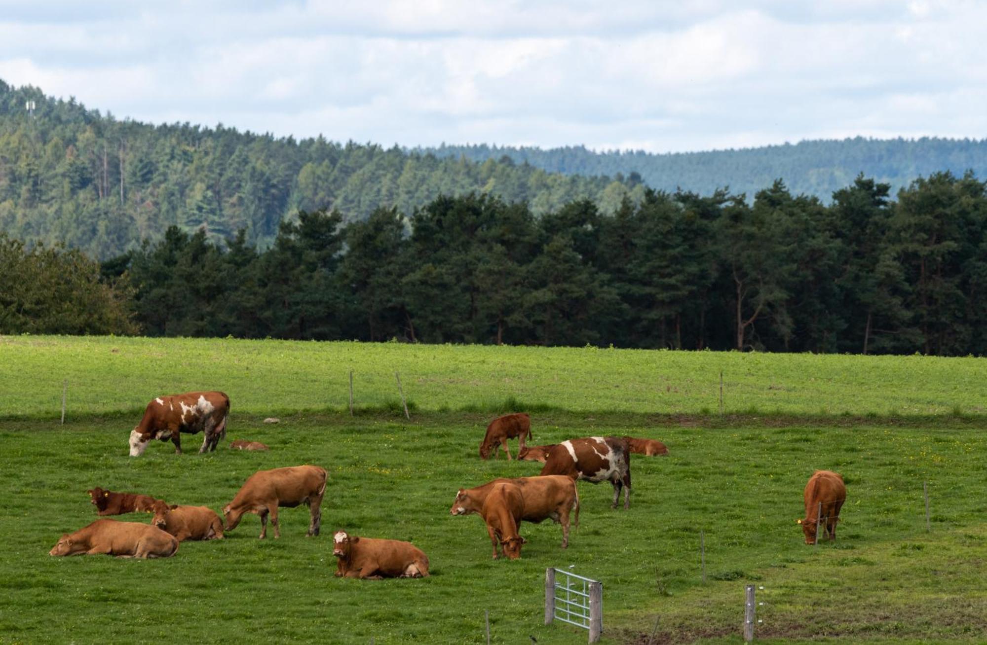 Moderne, Gemuetliche Dg-Wohnung In Ruhiger Lage Neunburg vorm Wald Exteriör bild